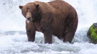 Meet the bears competing to be the 2026 Fat Bear Week champion in Alaska national park