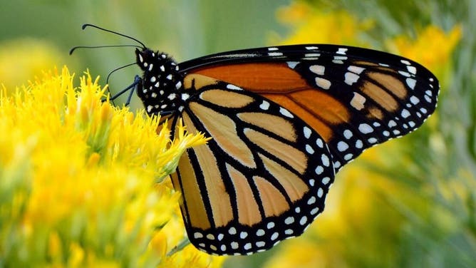 FILE: Migratory monarch butterfly resting on milkweed.