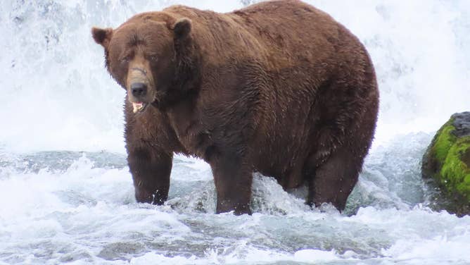 Bear 32 Chunk, the 2025 winner of Fat Bear Week. Photo shows 32 Chunk with his broken jaw.