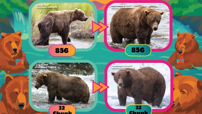 2025's Fat Bear Week final competitors: 856 and 32 Chunk.