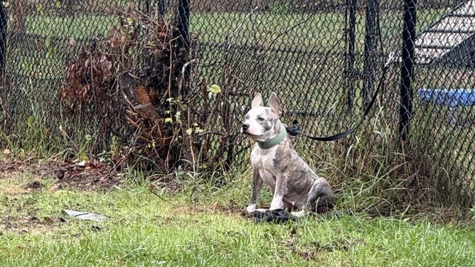 The abandoned pup.