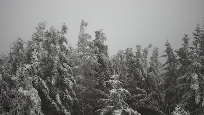 Snow in NC's Mount Mitchell