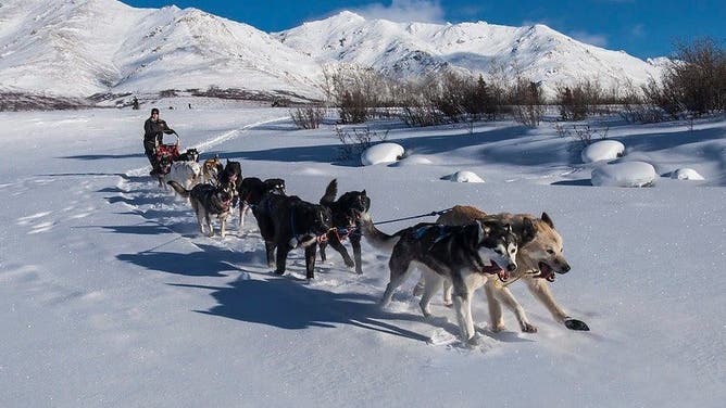 FILE: Denali sled dogs.
