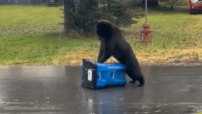 Looped video of bear giving the trash can "CPR."