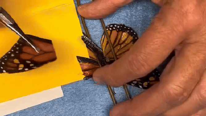 Attaching the donor wing onto the butterfly.