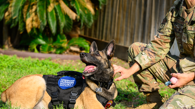 Retired U.S. Air Force K-9 Erika in San Antonio, Texas after being reunited with TSgt. Tara Cummins.