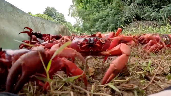 Stream of crabs on Christmas Island up close.
