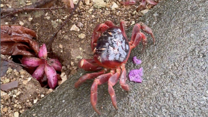 Red crab during annual red crab migration on Christmas Island.
