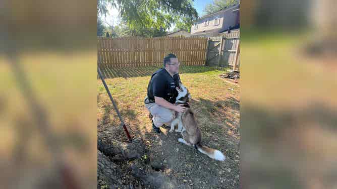 Staff with the Fort Wayne Animal Care & Control safely rescued a husky from a tree.
