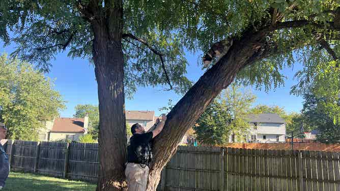 Staff with the Fort Wayne Animal Care & Control safely rescued a husky from a tree.