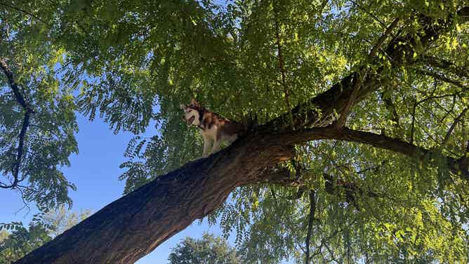 Staff with the Fort Wayne Animal Care & Control safely rescued a husky from a tree.
