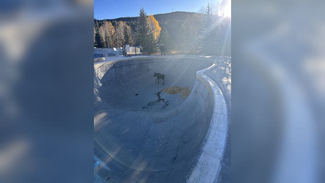 The moose calf wandering around the skate bowl.