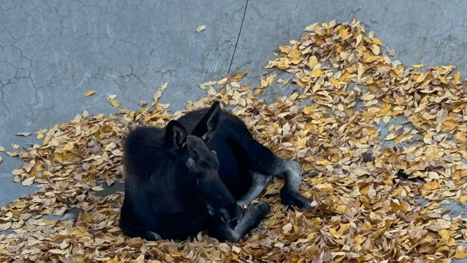 The moose calf sitting at the bottom of the skate bowl.