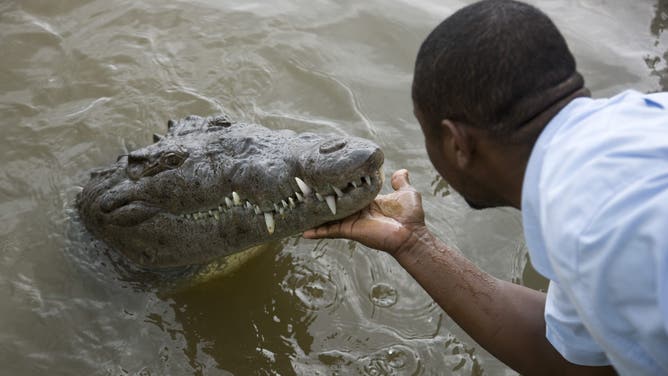 Tour guide scratches the chin of a crocodile in the Black River, Jamaica.