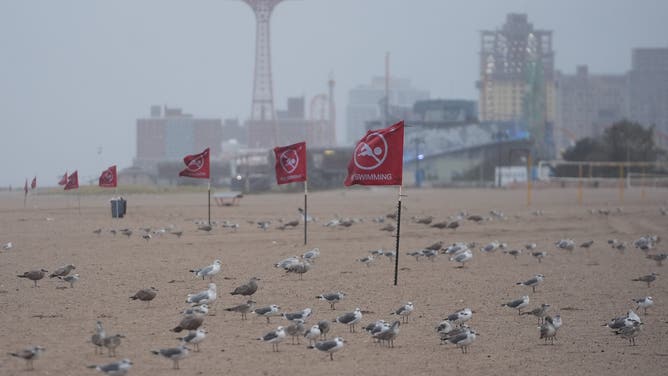 NEW YORK, UNITED STATES - OCTOBER 12: Flags indicating that swimming is forbidden and dangerous, and seagulls are seen on the Brighton Beach during the powerful nor'easter in Brooklyn, New York, United States on October 12, 2025. New York Governor Kathy Hochul declared a State of Emergency for eight counties of the state and canceled the Columbus Day Parade in New York City after urging New Yorkers to continue to prepare as a strong coastal storm is set to impact much of New York beginning Sunday afternoon. as a strong coastal storm is set to impact much of New York beginning Sunday afternoon. (Photo by Selcuk Acar/Anadolu via Getty Images)