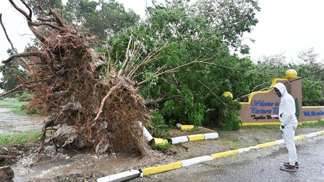A man looks at a fallen tree in St. Catherine, Jamaica, shortly before Hurricane Melissa made landfall on October 28, 2025. Ferocious winds and torrential rain tore into Jamaica Tuesday as Hurricane Melissa made landfall, the worst storm ever to strike the island nation and one of the most powerful hurricanes on record. The extremely violent Category 5 system was still crawling across the Caribbean, promising catastrophic floods and life-threatening conditions as maximum sustained winds reached a staggering 185 miles per hour (295 kilometers per hour). (Photo by Ricardo Makyn / AFP) (Photo by RICARDO MAKYN/AFP via Getty Images)