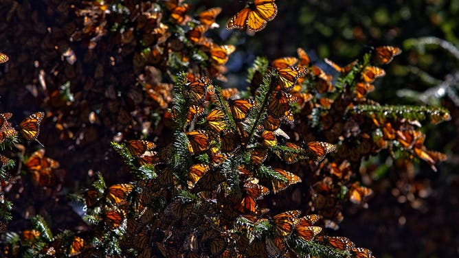 Monarch butterflies at nesting grounds in Mexico.