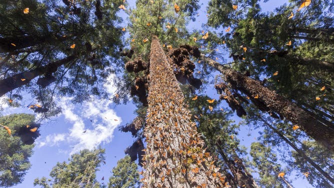Monarch butterflies at nesting grounds in Mexico.