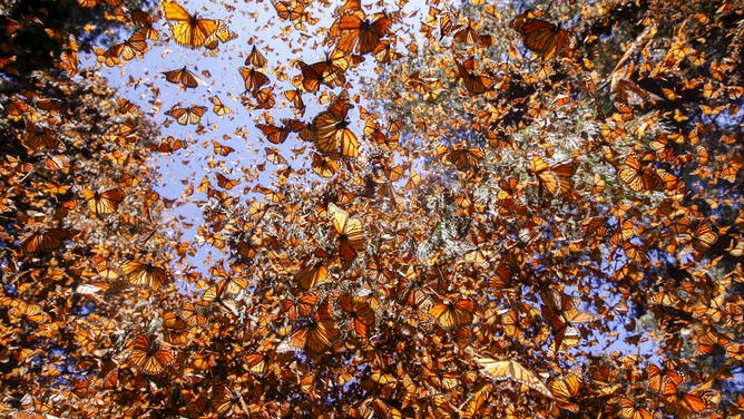 Monarch butterflies at nesting grounds in Mexico.