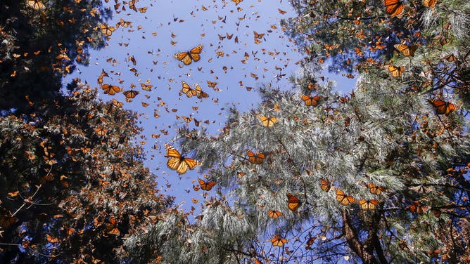 Monarch butterflies at nesting grounds in Mexico.