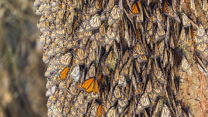 Monarch butterflies at nesting grounds in Mexico.