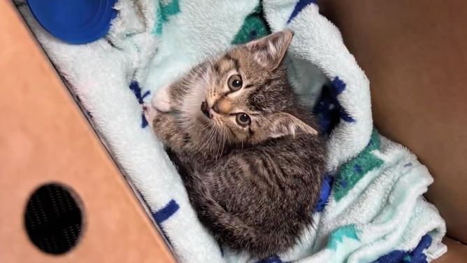 The rescued kitten rests in a box.