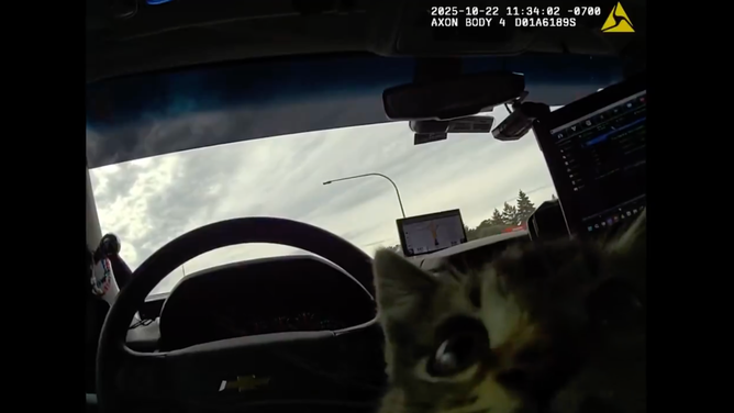 Bodycam footage featuring the wide-eyed kitten.