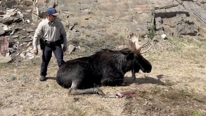 The moose, back on dry land.