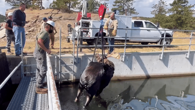Moose being lifted from water canal.
