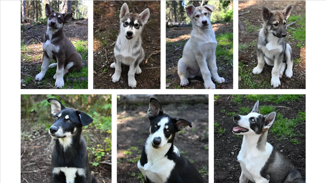 Puppies of the Weather Litter.
