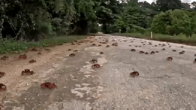 Red crabs scurrying across a road in Christmas Island.
