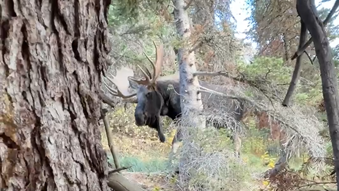 The moose approaches the tree Lotulelei was hiding behind. 