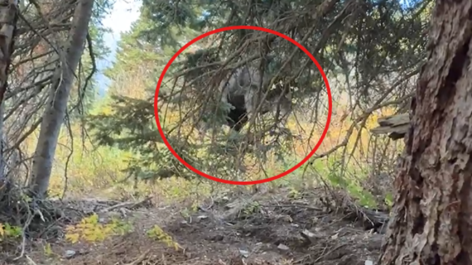 The moose continues walking by tree, hidden behind some branches.
