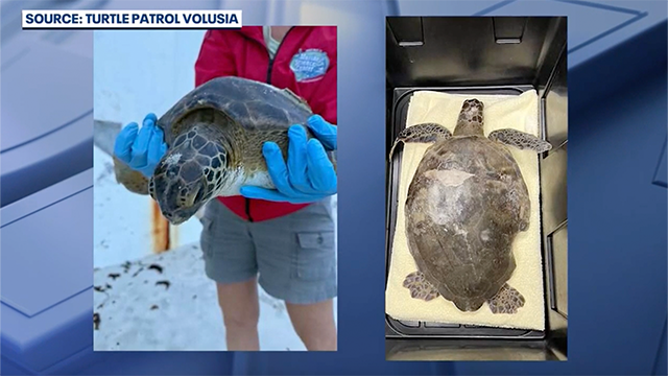 This image shows a juvenile green sea turtle that unfortunately died after being rescued in Volusia County, Florida.