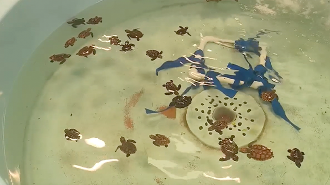 This image shows baby sea turtles that were rescued after being washed ashore in Volusia County, Florida, due to massive waves kicked up by hurricanes Humberto and Imelda.
