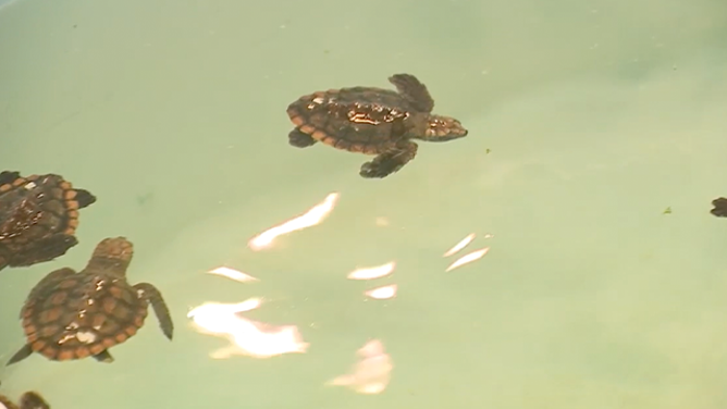 This image shows a baby sea turtle that was rescued after being washed ashore in Volusia County, Florida, due to massive waves kicked up by hurricanes Humberto and Imelda.