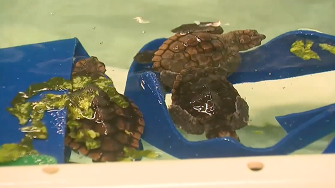 This image shows baby sea turtles that were rescued after being washed ashore in Volusia County, Florida, due to massive waves kicked up by hurricanes Humberto and Imelda.