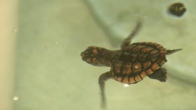 This image shows a baby sea turtle that was rescued after being washed ashore in Volusia County, Florida, due to massive waves kicked up by hurricanes Humberto and Imelda.