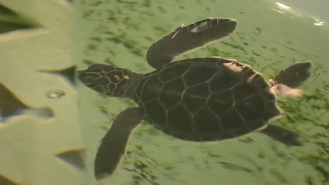This image shows a baby sea turtle that was rescued after being washed ashore in Volusia County, Florida, due to massive waves kicked up by hurricanes Humberto and Imelda.
