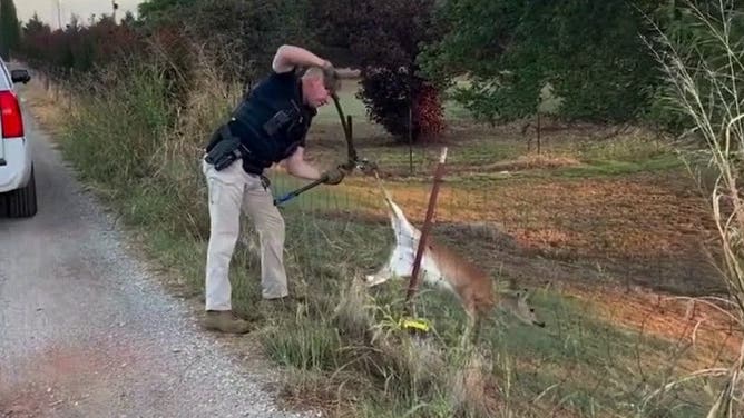 Oklahoma deputies help baby deer stuck on a fence.