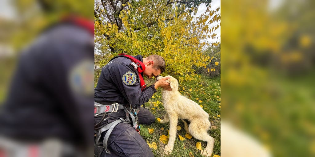 Watch: Puppy rescued in Romania after falling into a well
