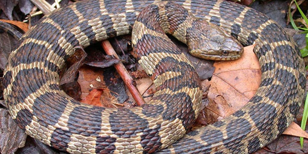 See It: North Carolina snake swallows catfish whole in surprising attack