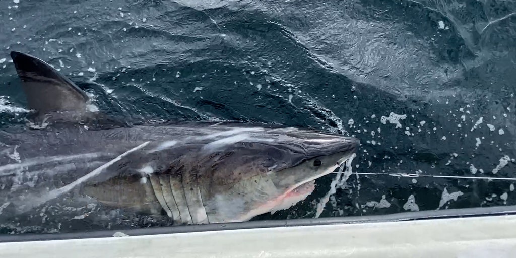 OCEARCH tracker lights up as white sharks surge along East Coast and Gulf