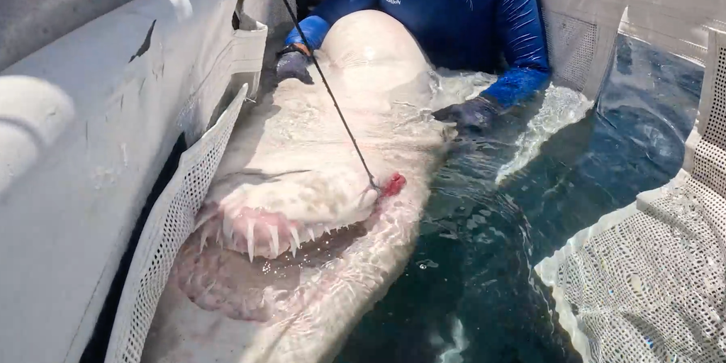 Marine specialists riskily remove deadly fishing hook from shark’s mouth