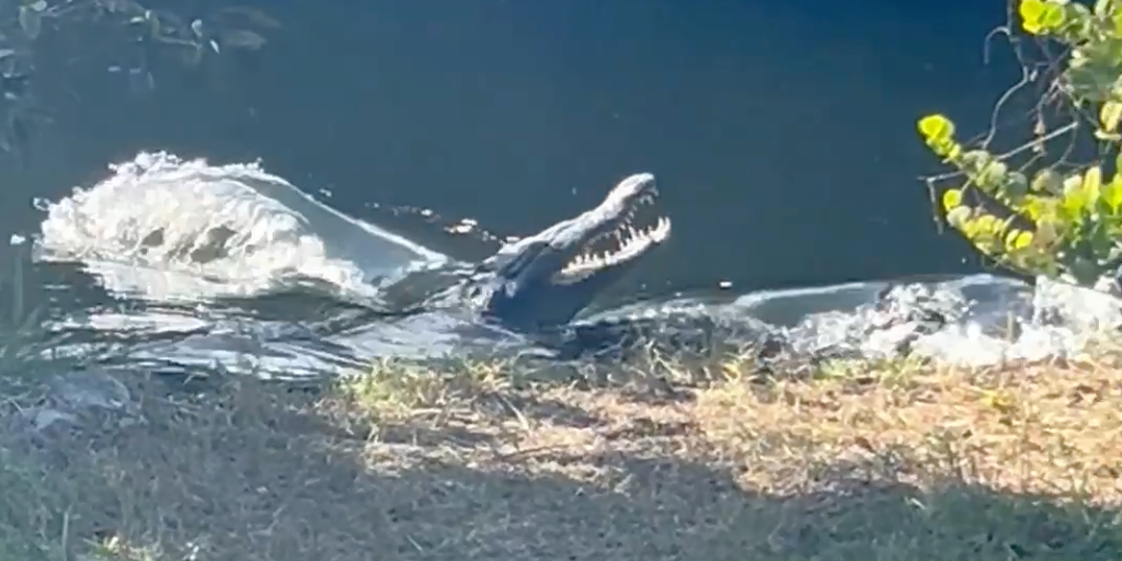 See it: Crocodile and alligator face off in Florida Everglades