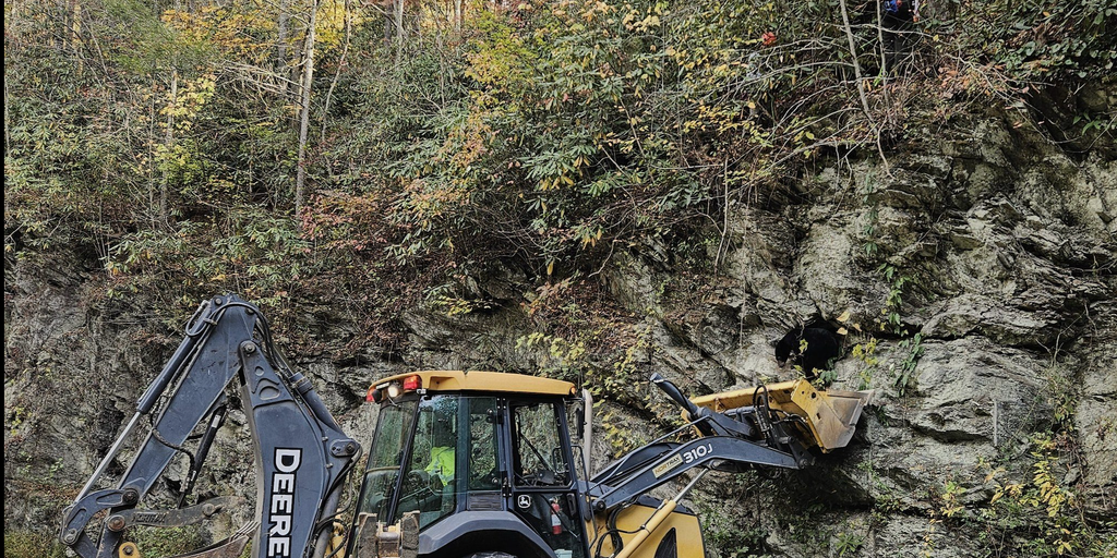 Black bear rescued after 'bear jam' forms in Great Smoky Mountain National Park