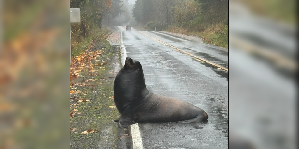 When a Sea Lion Commits Jaywalking: Is Climate Chaos or Just a Really Confused Mammal?