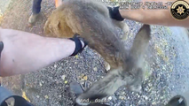 Watch: Frustrated fawn screams in protest while being freed from fence in Colorado