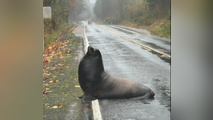 Watch: Wayward sea lion finds itself in the middle of the road during downpour in Washington state