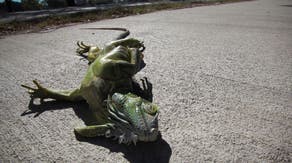 Arctic blast cold-stuns iguanas in Florida during record-setting temperature plunge